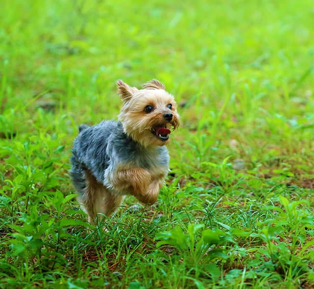 イメージ:愛犬のための充実の設備